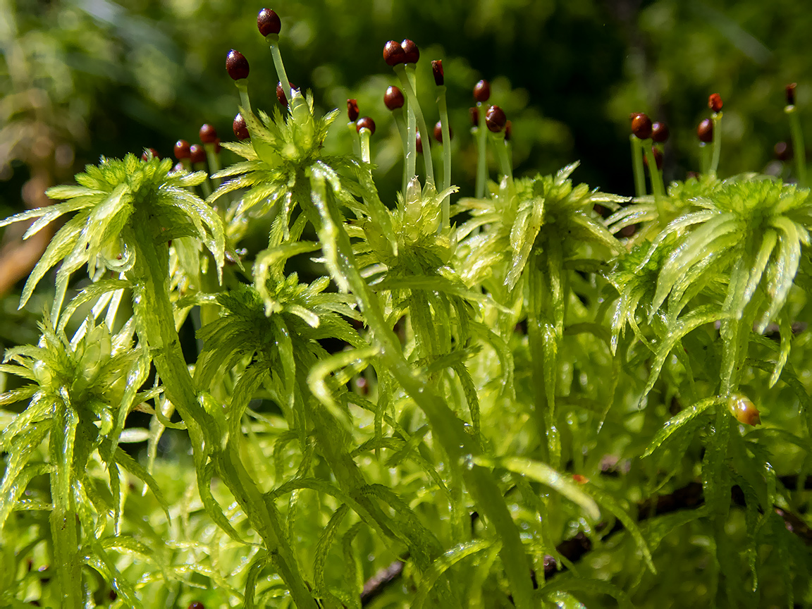 Изображение особи род Sphagnum.