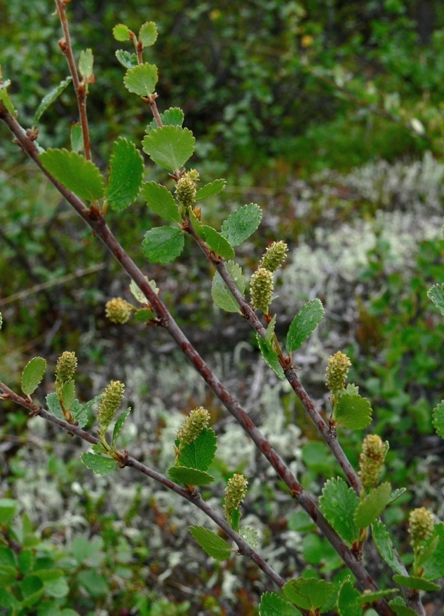 Изображение особи Betula nana.