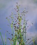 Juncus articulatus. Верхушки побегов с соплодиями. Челябинская обл., Кыштымский гор. округ, Каолиновый карьер, в воде. 24.07.2020.