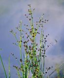 Juncus articulatus