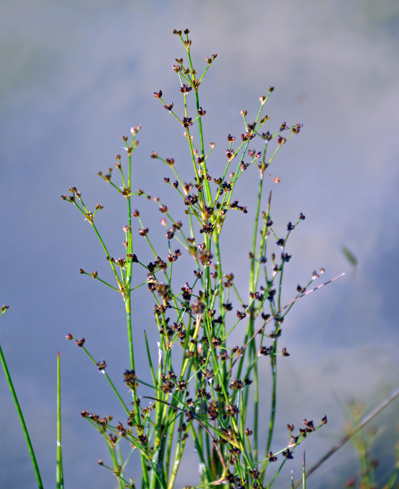 Изображение особи Juncus articulatus.