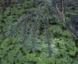Image of taxon representative. Author is Игорь Павлов
