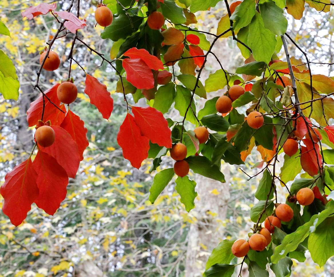 Изображение особи род Diospyros.