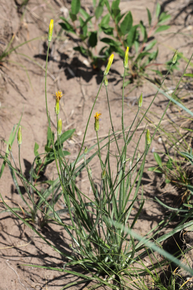 Image of genus Scorzonera specimen.