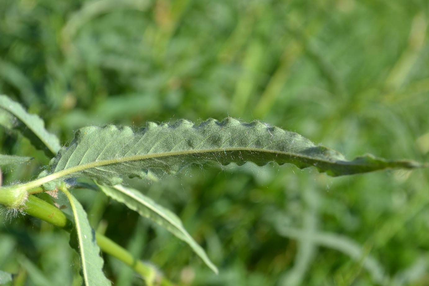 Изображение особи Aconogonon alpinum.