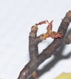 Commiphora oblanceolata. Часть ветки с соцветиями. Намибия, регион Erongo, ок. 60 км к востоку от г. Свакопмунд, пустыня Намиб, национальный парк \"Dorob\", ок. 320 м н. у. м. 03.03.2020.