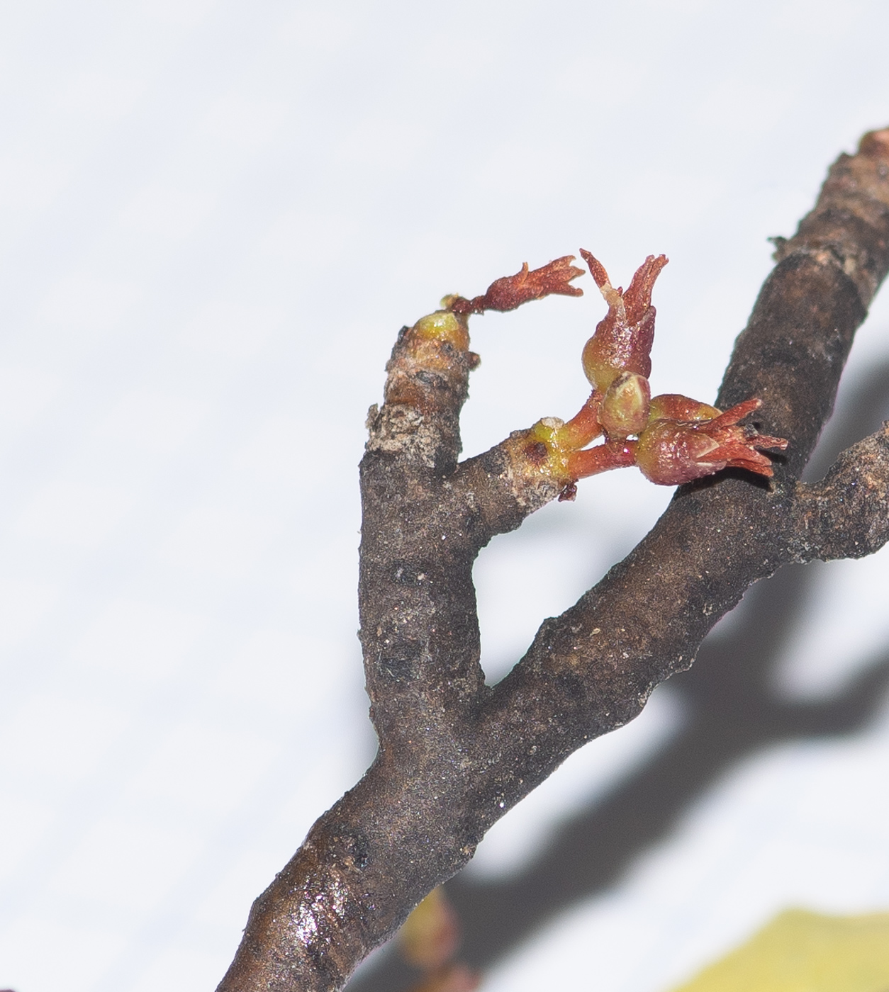 Image of Commiphora oblanceolata specimen.