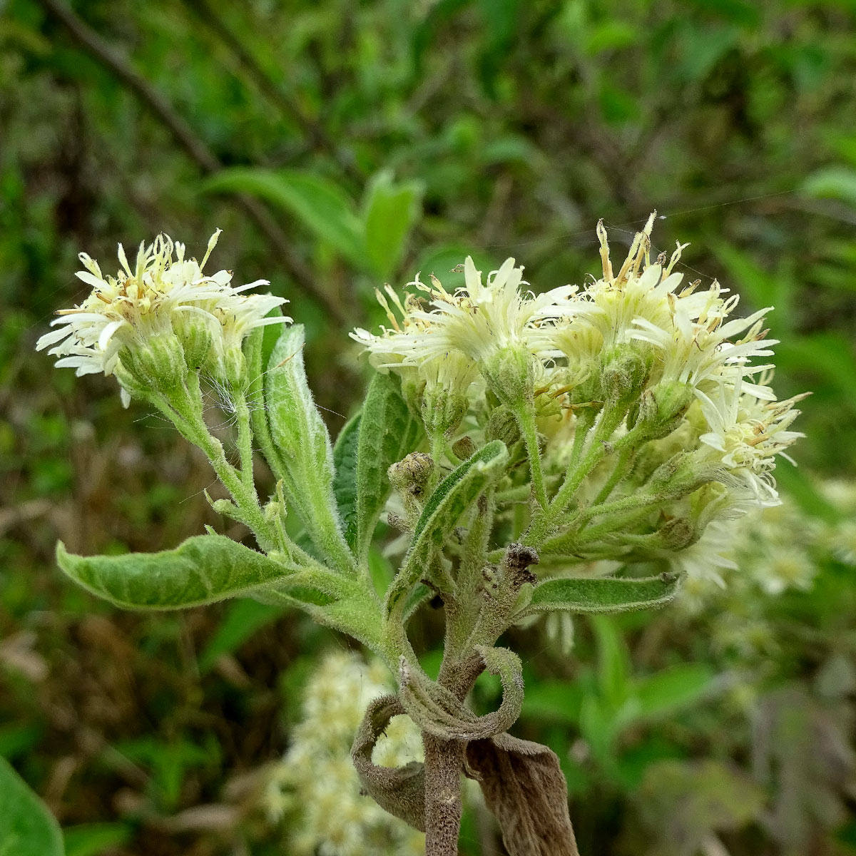 Изображение особи Anisopappus stuhlmannii.