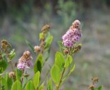 Spiraea salicifolia