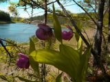 Cypripedium macranthos. Цветущие растения. Красноярский край, Эвенкийский р-н, Государственный природный заповедник \"Тунгусский\", сосновый лес. 01.07.2012.