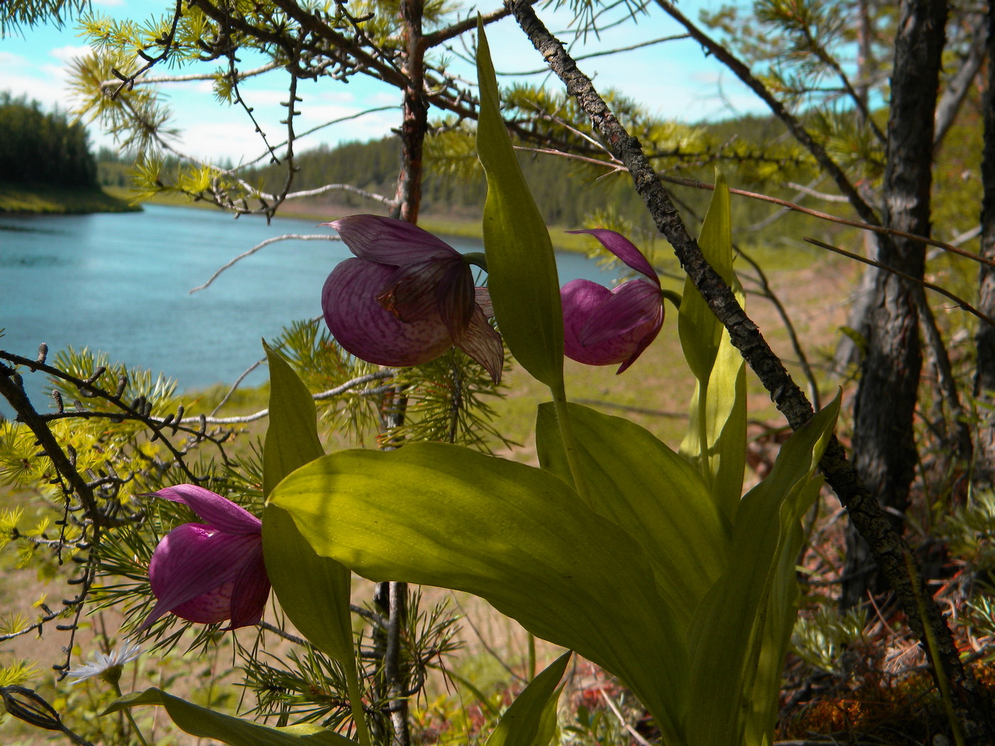 Image of Cypripedium macranthos specimen.