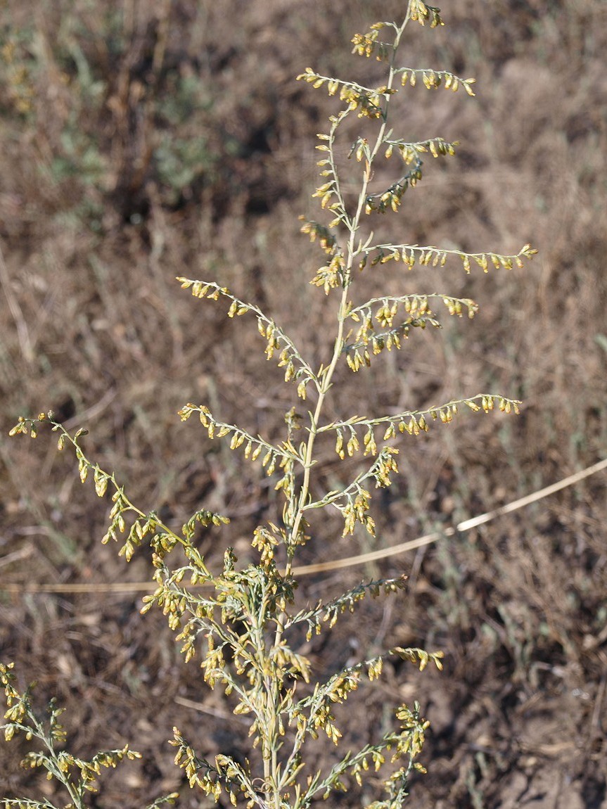 Image of Artemisia santonicum specimen.