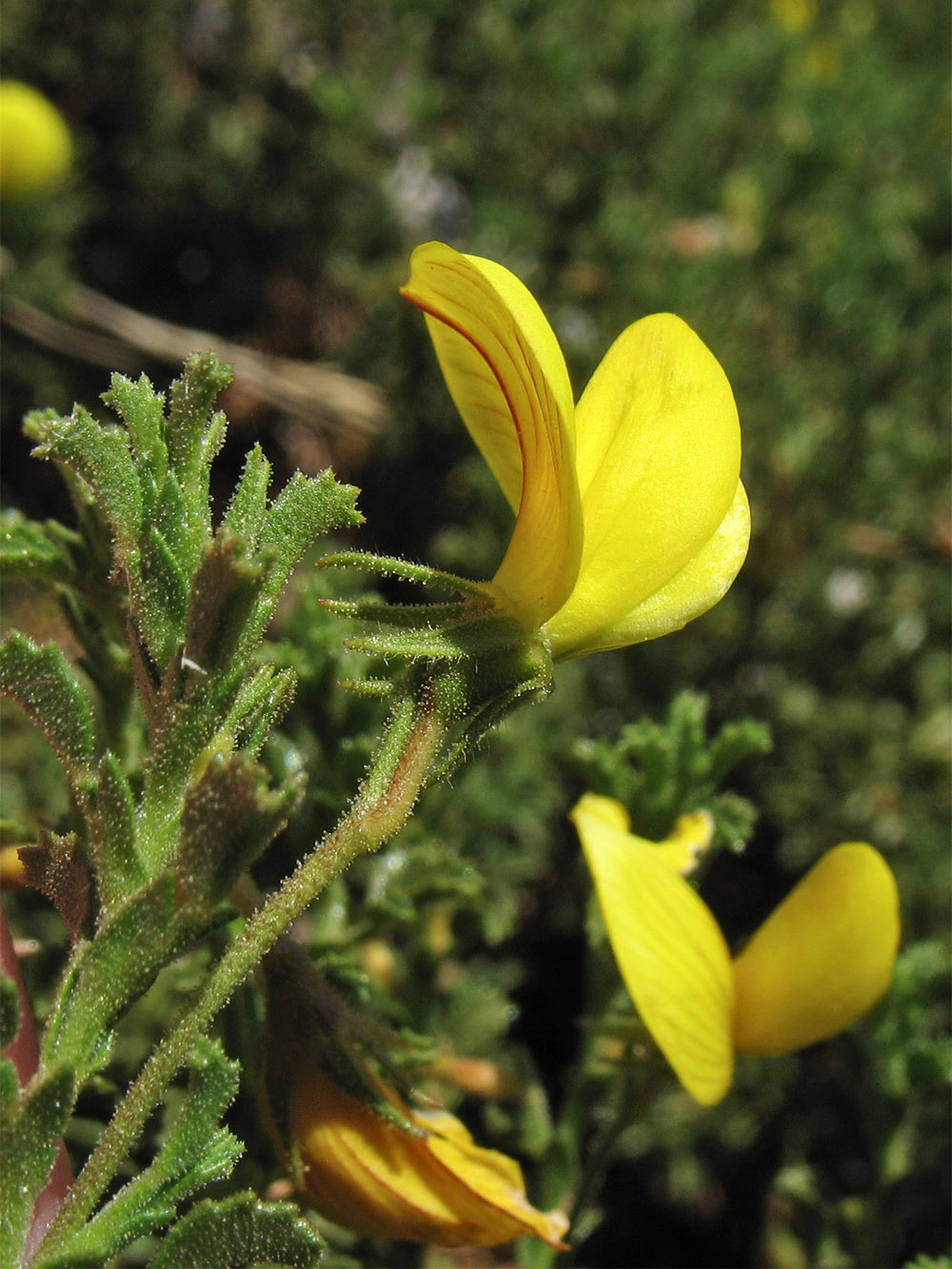 Image of Ononis natrix ssp. ramosissima specimen.