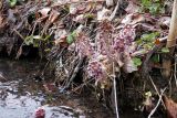 Petasites hybridus