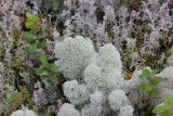 Cladonia stellaris