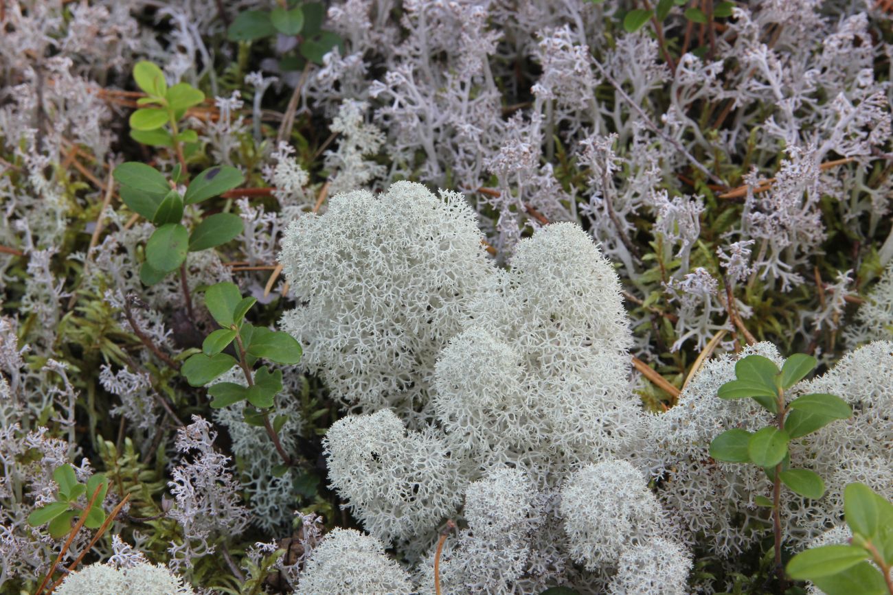 Image of Cladonia stellaris specimen.