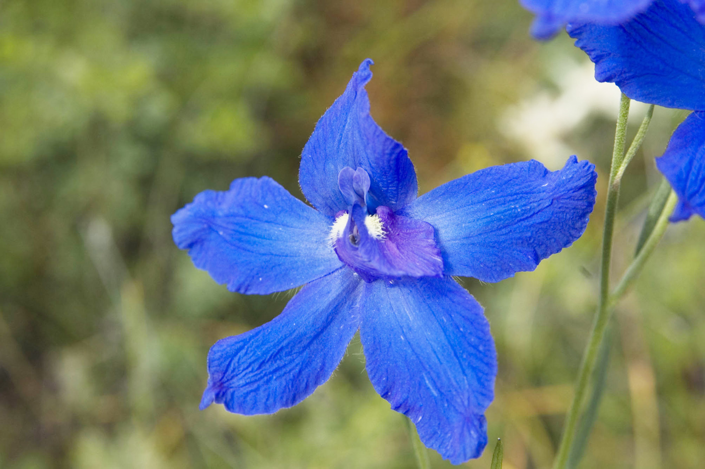 Image of Delphinium grandiflorum specimen.