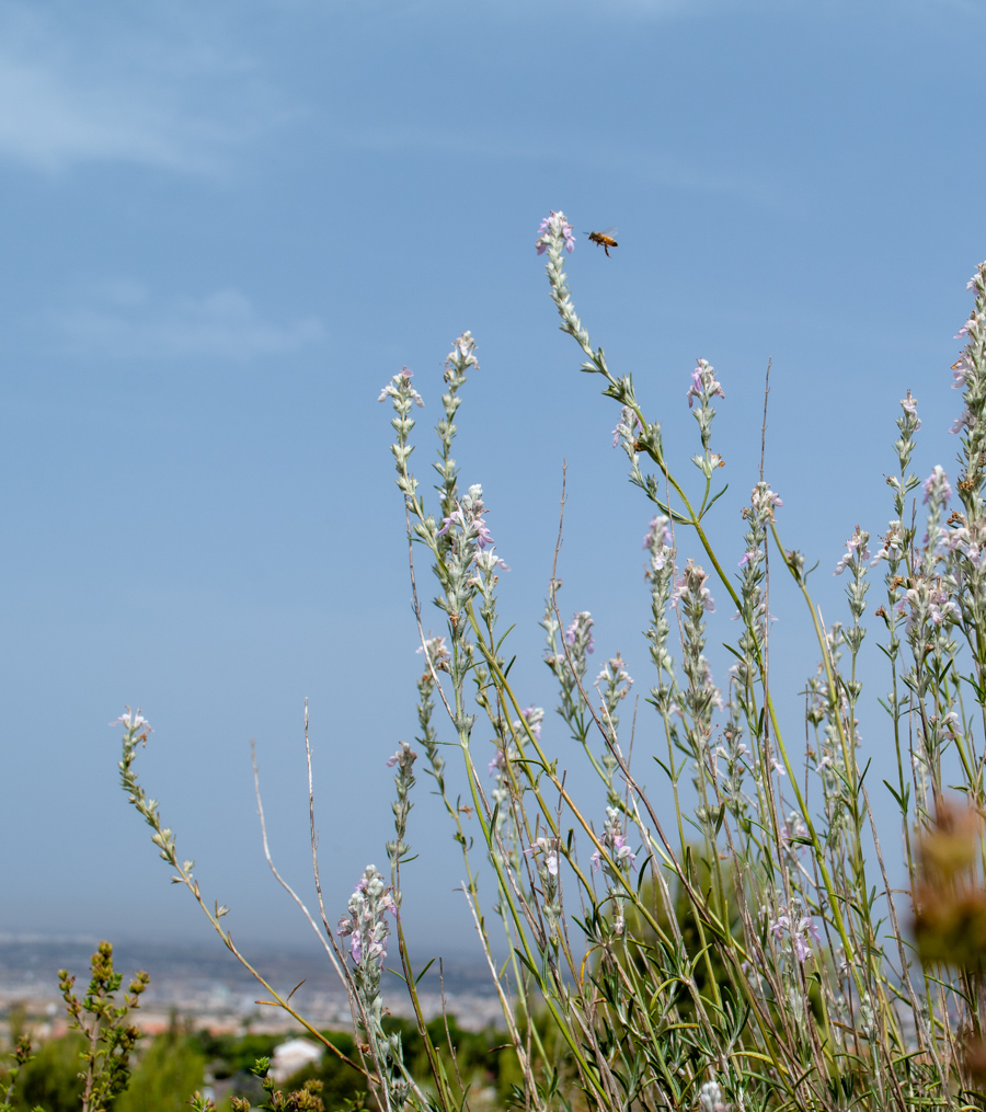 Изображение особи Teucrium creticum.