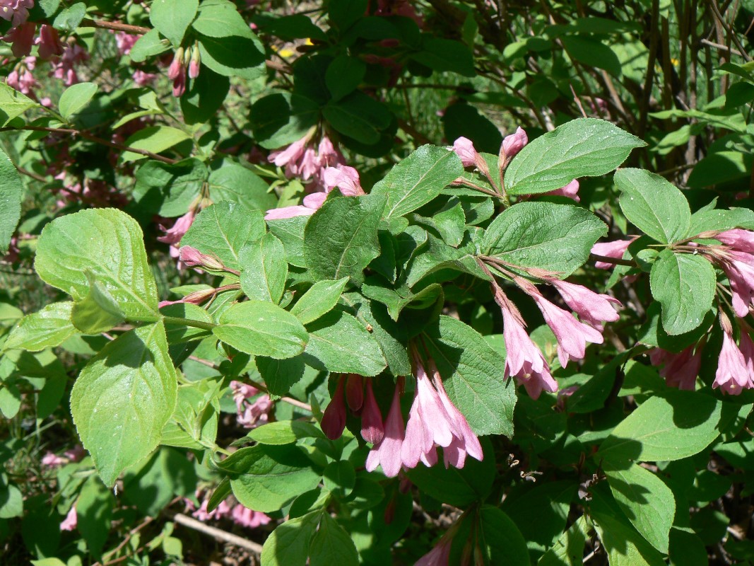 Image of Weigela praecox specimen.