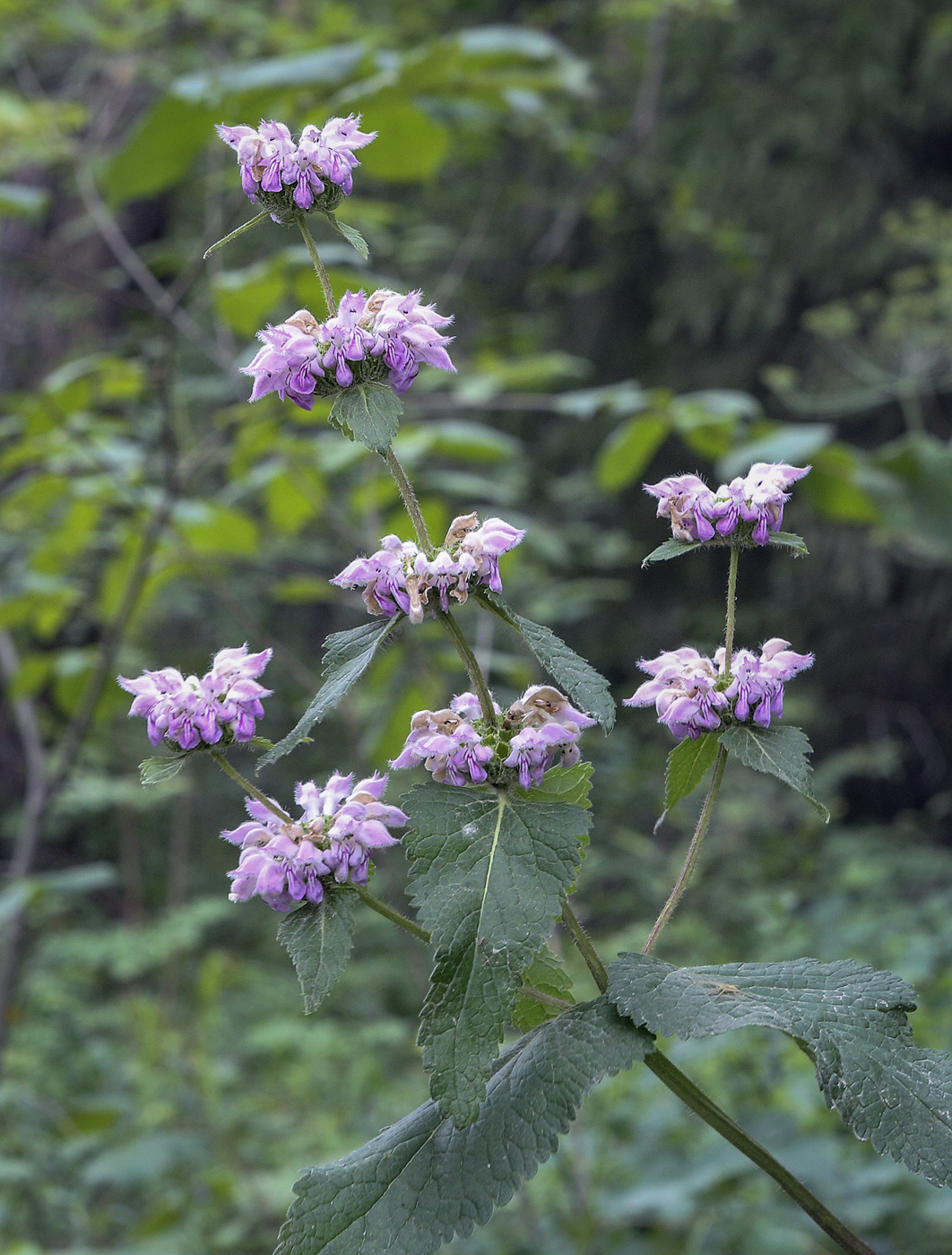 Image of Phlomoides tuberosa specimen.