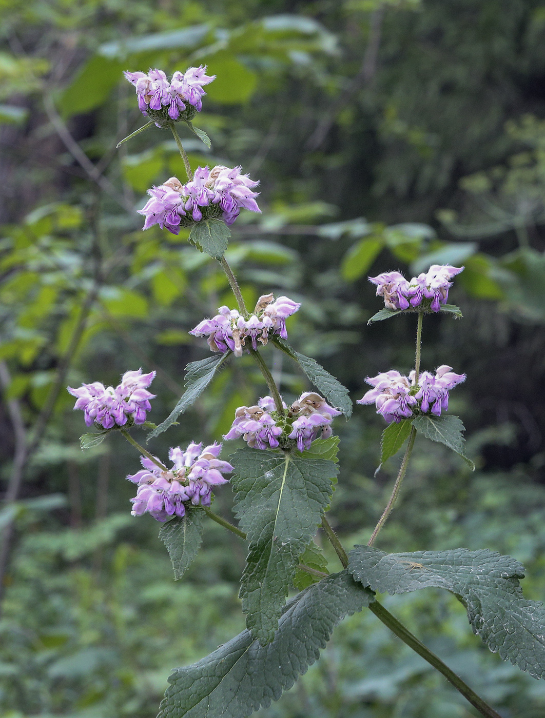 Изображение особи Phlomoides tuberosa.