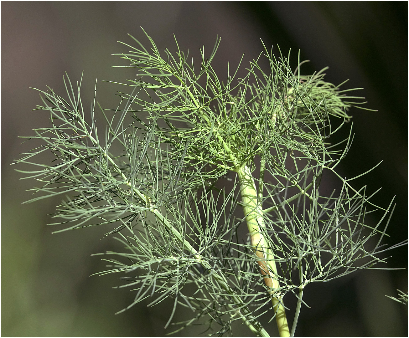 Изображение особи Anethum graveolens.