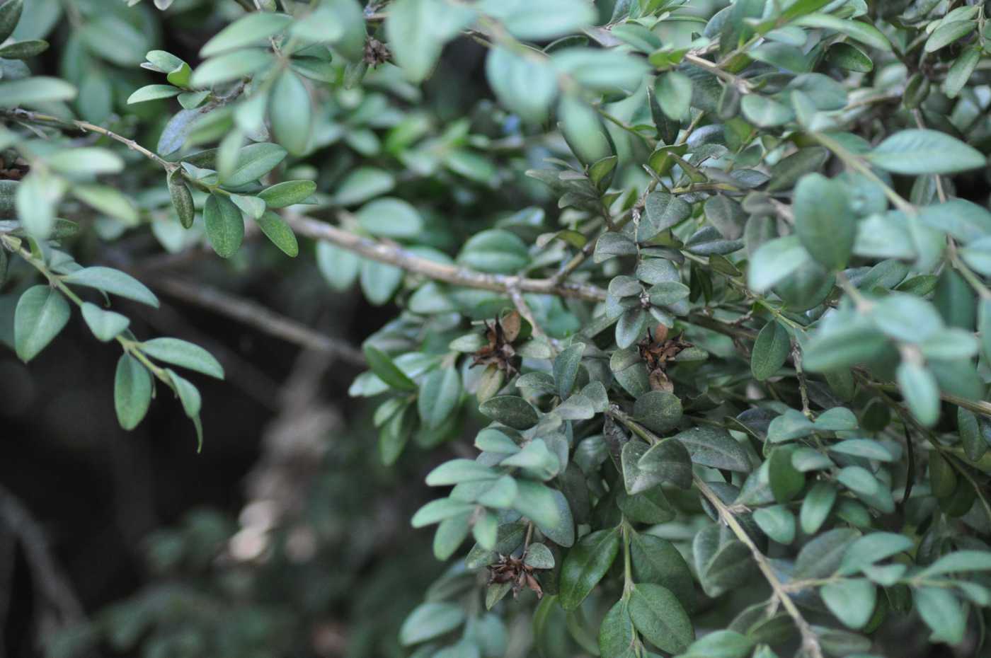 Image of Buxus colchica specimen.