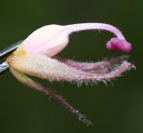 Orobanche pubescens