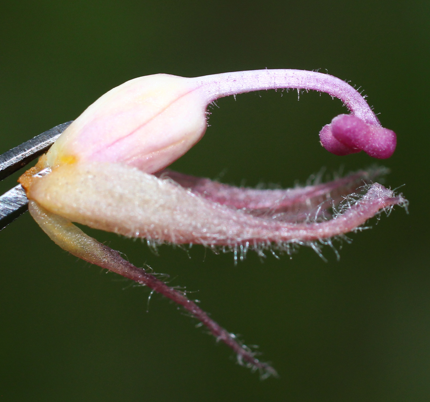 Image of Orobanche pubescens specimen.