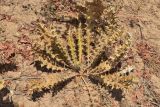 Cousinia vicaria
