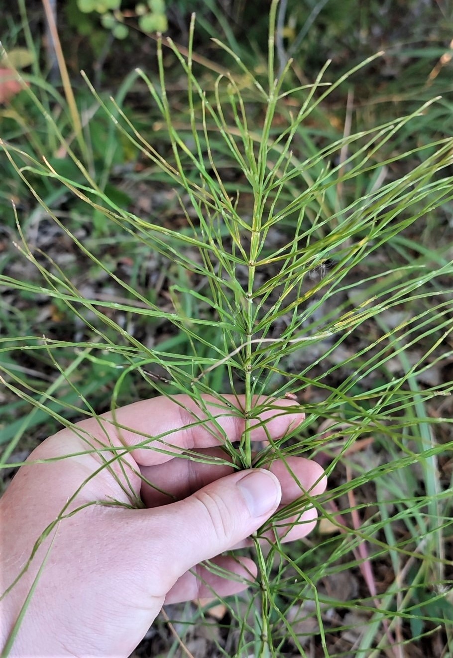 Изображение особи Equisetum arvense.