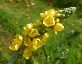 Verbascum eriorrhabdon