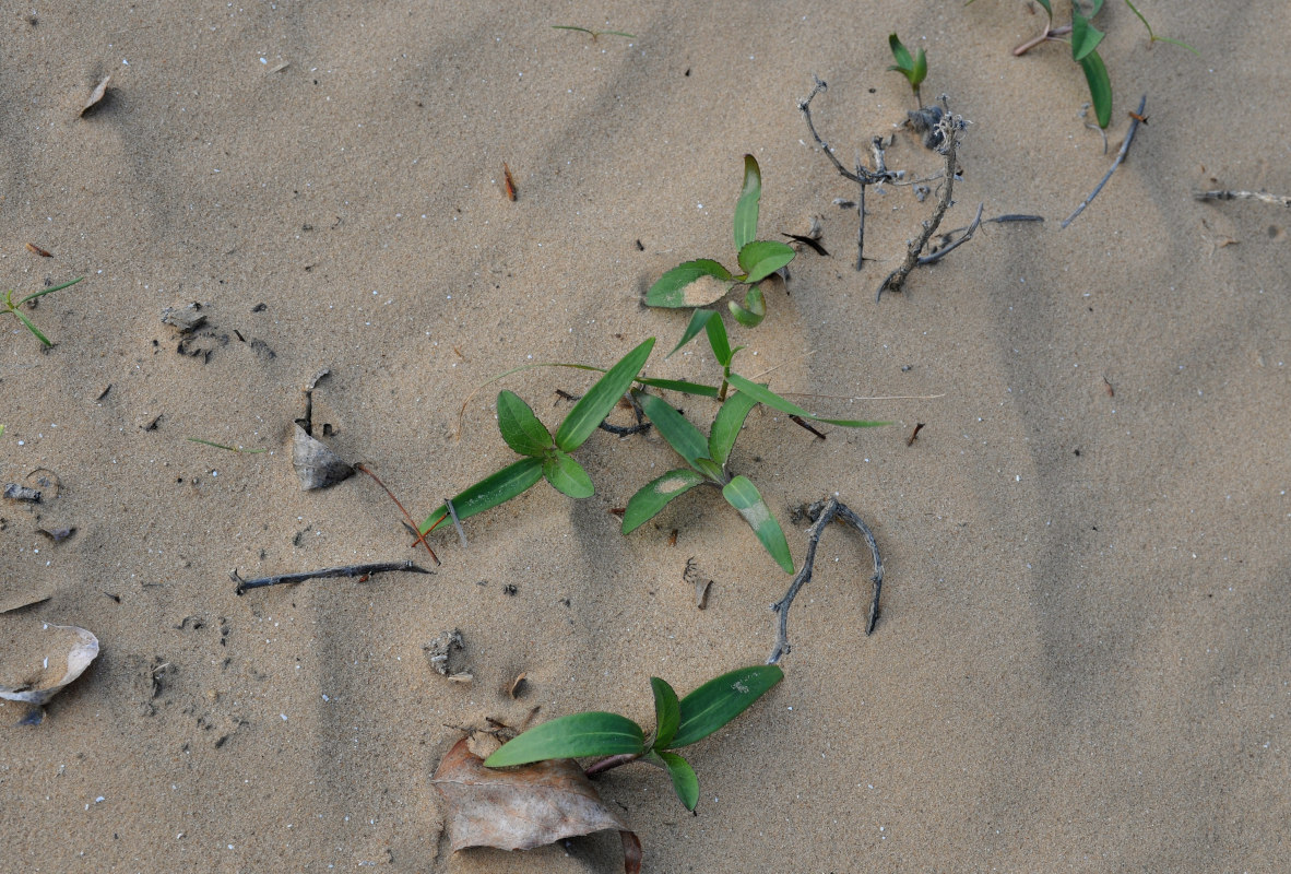 Image of Xanthium orientale specimen.