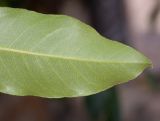 Pittosporum undulatum