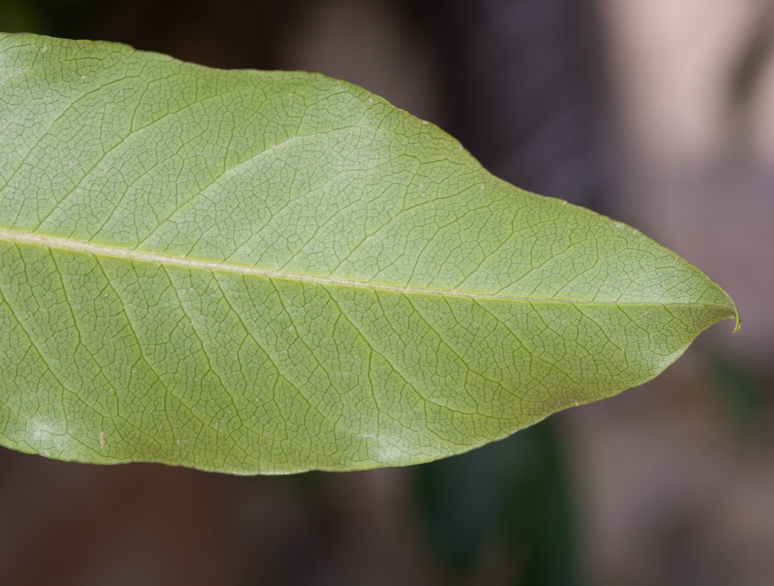 Image of Pittosporum undulatum specimen.