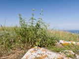 Stachys atherocalyx. Зацветающее растение. Крым, Керченский п-ов, Ленинский р-н, окр с. Осовины, мыс Газан, степь, задернованное обнажение известняка. 28.05.2021.