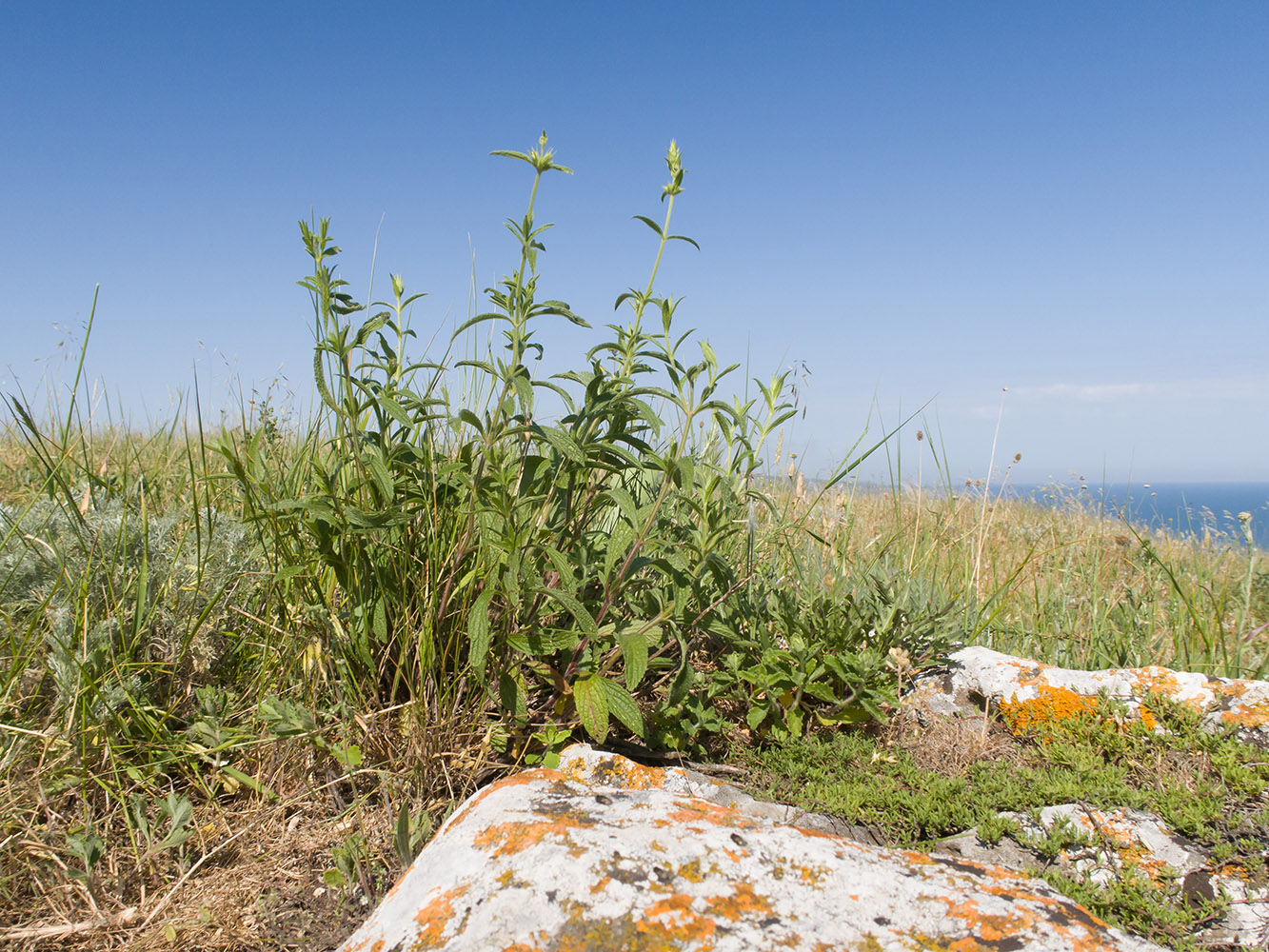 Image of Stachys atherocalyx specimen.