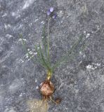Image of taxon representative. Author is Роланд Цандекидис