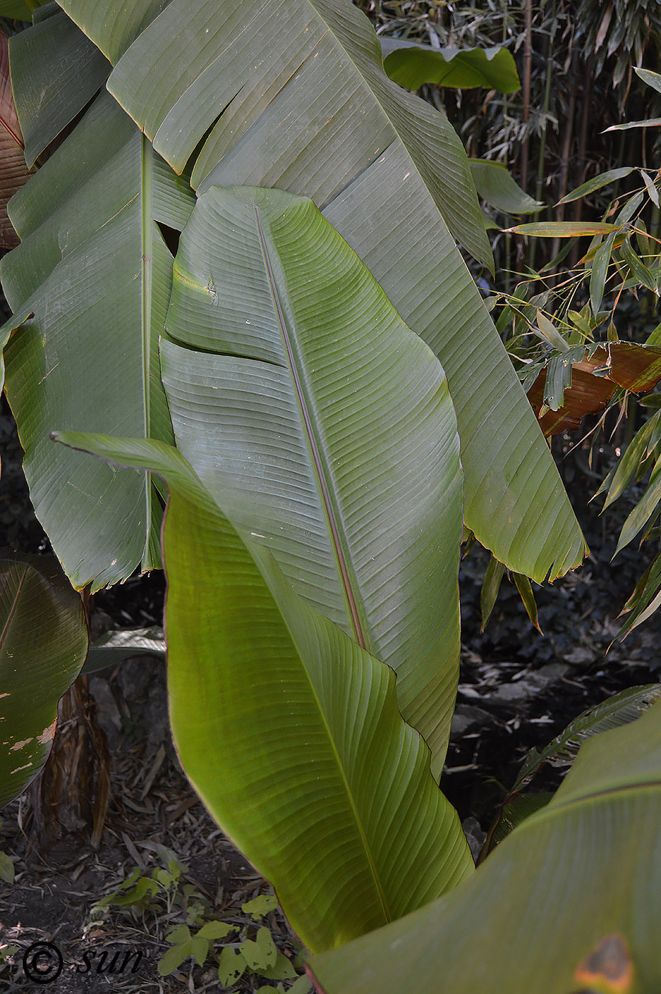 Image of Musa basjoo specimen.