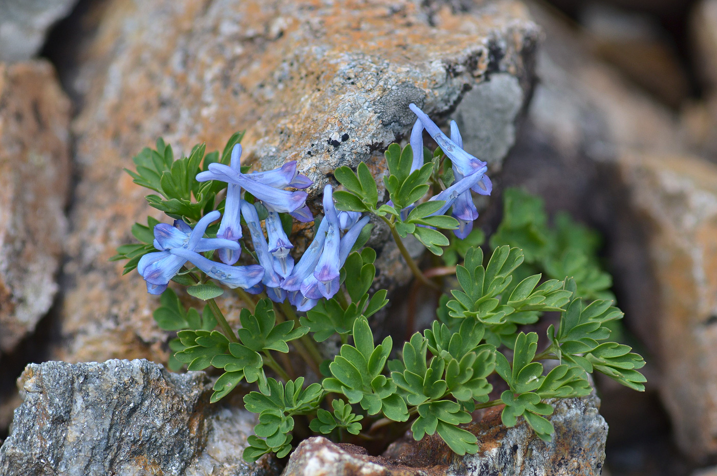 Image of Corydalis alpestris specimen.