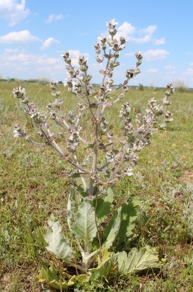 Image of Salvia aethiopis specimen.