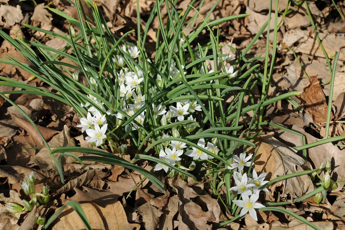 Изображение особи Ornithogalum fimbriatum.