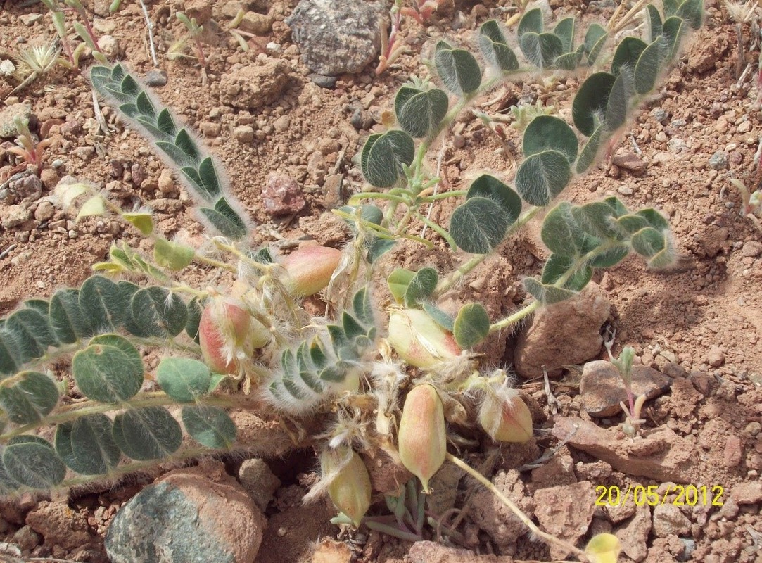 Image of Astragalus fabaceus specimen.