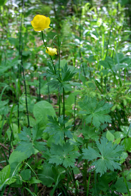 Изображение особи Trollius europaeus.