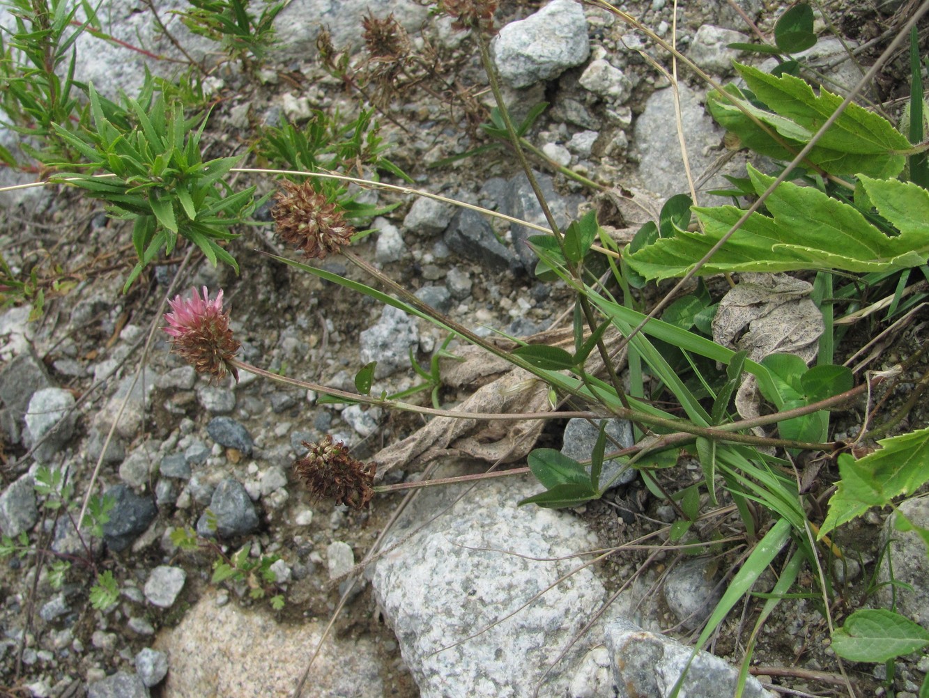 Image of Trifolium ambiguum specimen.