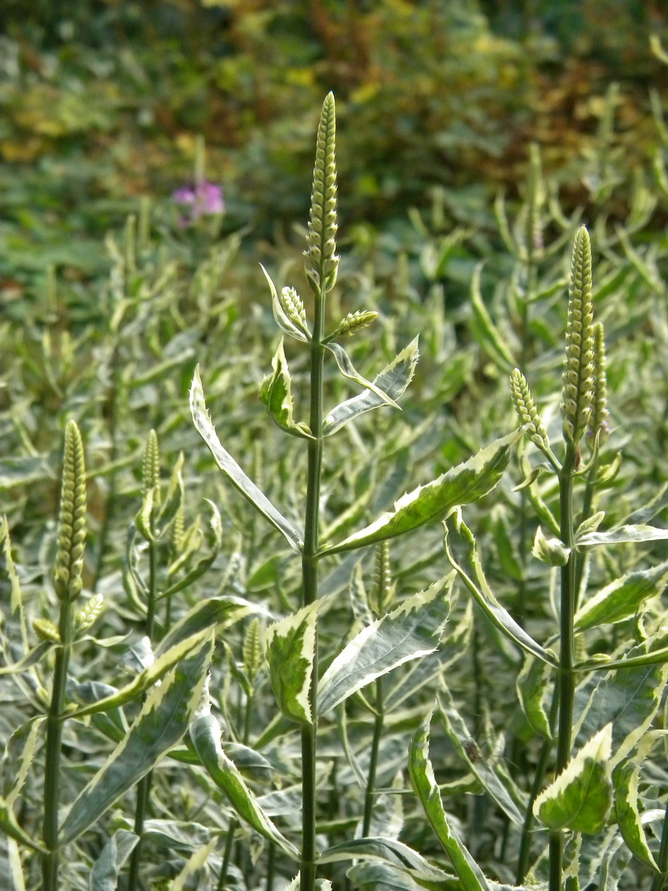 Изображение особи Physostegia virginiana.