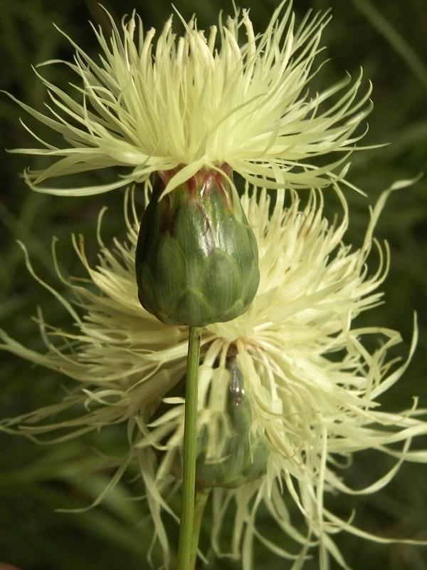 Image of Rhaponticoides ruthenica specimen.