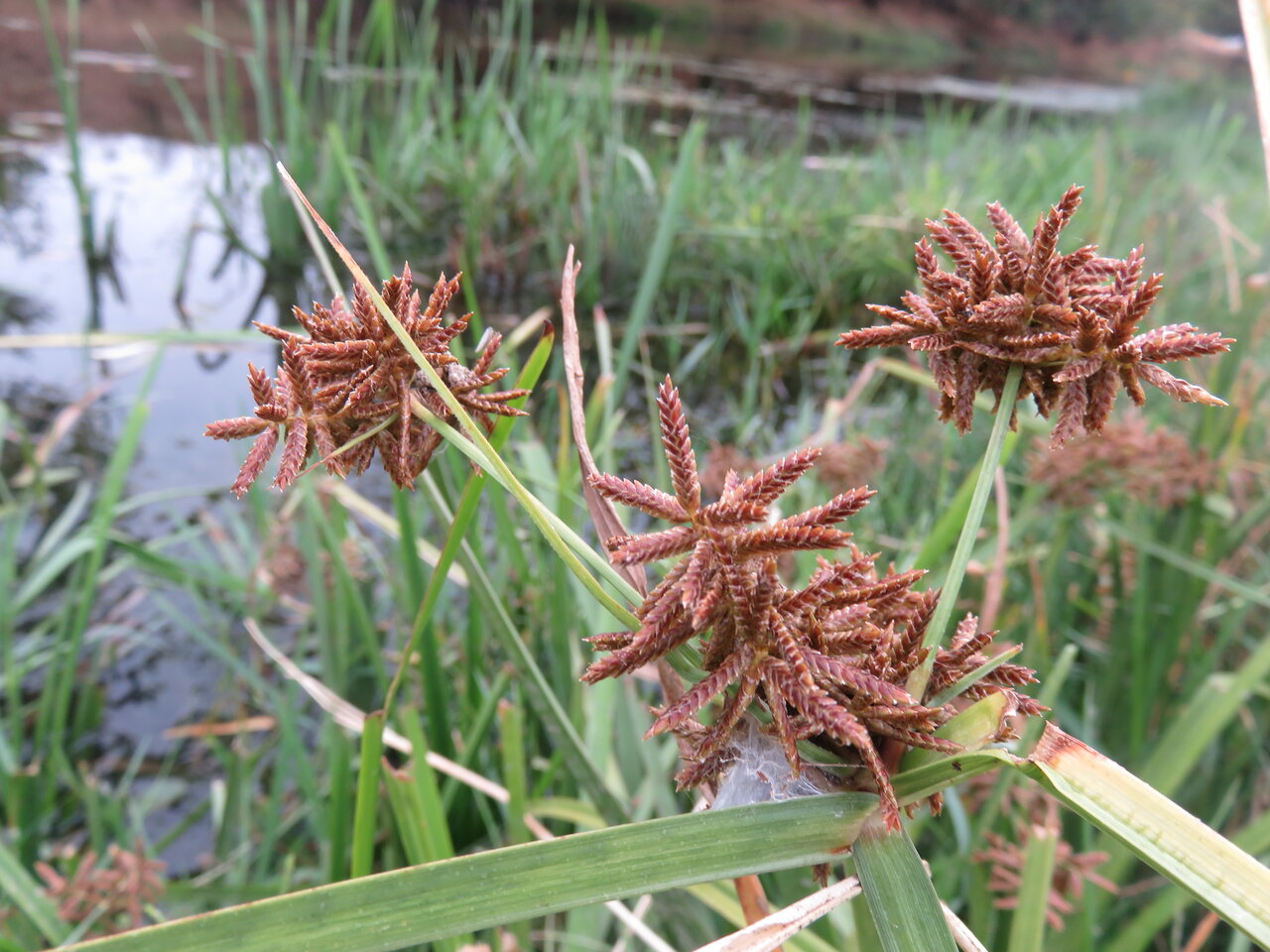 Изображение особи Juncellus serotinus.