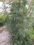 Artemisia tournefortiana