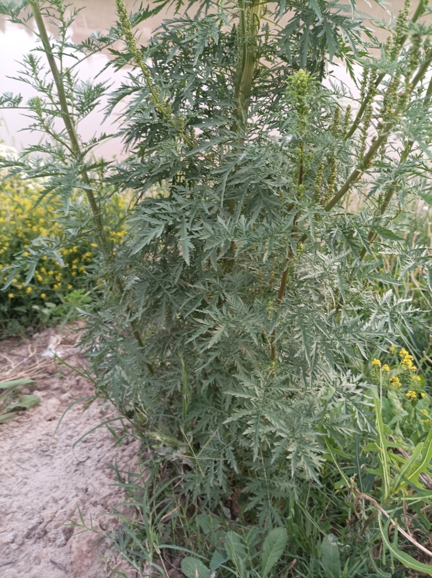 Image of Artemisia tournefortiana specimen.